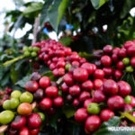 Panduan Berhasil Budidaya Tumbuhan Kopi Supaya Hasil Panen Berkualitas