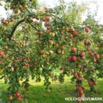 Struktur Dan Cara Budidaya Apel