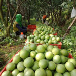 Momentum Buah Lokal Rajai Pasar di Tengah Pandemi Covid-19