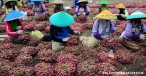6 Deretan Komoditas Sayuran Indonesia Yang Masuk Pasar Ekspor